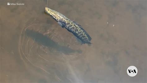 go fish china|Snakehead fish: The invasive species disaster that wasn’t.